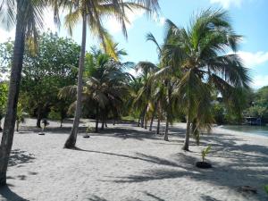 a group of palm trees on a sandy beach at Madiana plage in Schœlcher