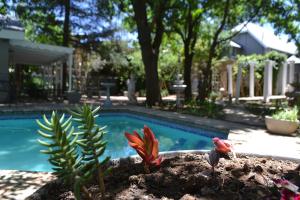 een tuin met een zwembad en twee vogels op de grond bij Hobbit Boutique Hotel in Bloemfontein