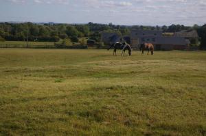 twee paarden grazen in een grasveld bij Ty Nant Cottages and Suites in Carterton