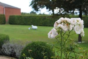 een witte bloem met een veld op de achtergrond bij Mille Étoiles in Moorsel