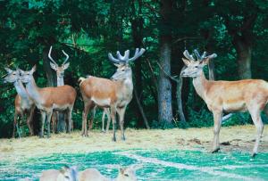 un groupe de cerfs debout dans un champ dans l'établissement Gasthof Plasch, à Ferlach