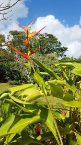 Garden sa labas ng La Belle Créole