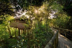 uma passagem de madeira que leva a uma casa de pássaros numa floresta em Tsala Treetop Lodge em Plettenberg Bay