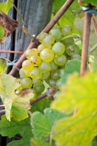 Φωτογραφία από το άλμπουμ του Gästehaus Wein im Turm σε Longuich