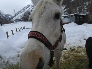 Animale la sau în apropiere de acest apartament