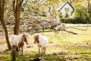 deux poneys debout dans un champ à côté d'un arbre dans l'établissement Avalon House B&B, à Lyndhurst