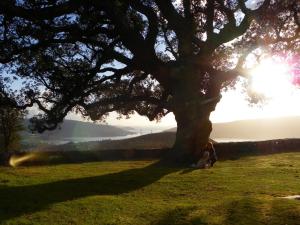 una persona seduta sotto un albero in un campo di Hospedaje Bahía de San Simon a Redondela