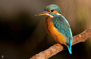 un pájaro colorido sentado en una rama de árbol en Agriturismo Dolceacqua, en Cavallino-Treporti