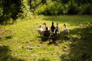 Animales en la casa de huéspedes o alrededores