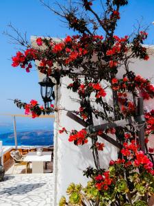 Un mazzo di fiori rossi su un muro bianco di Le Petit Greek a Firà