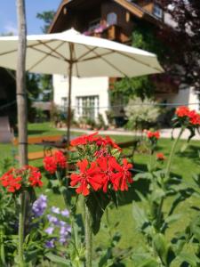 - un parasol blanc et des fleurs rouges dans la cour dans l'établissement Landhaus Leitner am Wolfgangsee, à Sankt Gilgen