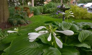 A garden outside The Lancaster Bed and Breakfast