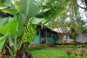 Une bande de bananes suspendues à un bananier dans l'établissement Hotel Mision Santa Barbara RNT 4799, à Barichara