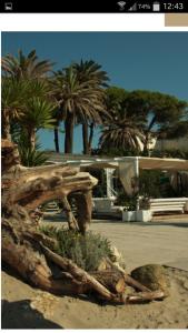 ein entwurzelter Baumstumpf vor einem Gebäude mit Palmen in der Unterkunft Villa Argentina in San Felice Circeo