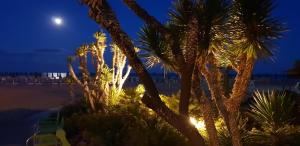 eine Gruppe von Palmen am Strand in der Nacht in der Unterkunft Villa Argentina in San Felice Circeo