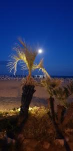 eine Gruppe von Palmen am Strand in der Nacht in der Unterkunft Villa Argentina in San Felice Circeo