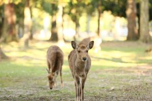 Animales en el hotel o alrededores