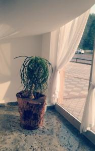 a plant in a pot next to a window at Cà della Roggia in Rovereto