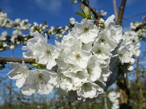 요크에 위치한 Ferienwohnung Rudis Obstgarten에서 갤러리에 업로드한 사진