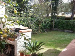 un cortile con giardino con piante e alberi di villetta nel verde vicino spiaggia a Orbetello