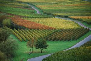 Afbeelding uit fotogalerij van Weingut Pension Gibbert-Pohl in Briedel