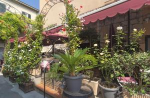 a group of plants in pots in front of a building at Hotel Amalfitana in Pisa