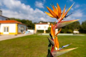 Vrt ispred objekta Quinta do Pé Descalço Guesthouse Sintra