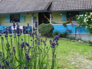 un giardino con fiori viola di fronte a una casa di Blue Cottage a Podvrh