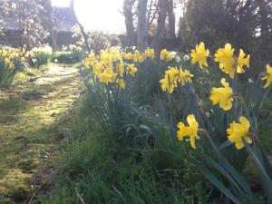 a bunch of yellow flowers in a field at Highfield Cottage in Kirknewton