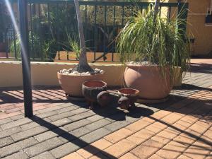 un gruppo di piante in vaso che siedono su un patio di Felsenblick Self-Catering a Windhoek