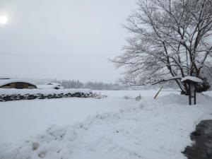 un cortile coperto da neve con un albero e un campo di Shitanda a Takayama