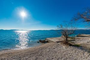 uma árvore na costa de um corpo de água em Villa Amfora - First row by the sea em Bibinje