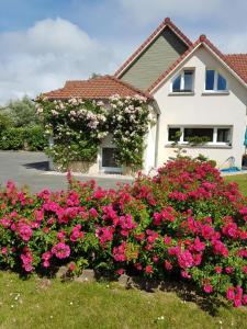 um arbusto de flores cor-de-rosa em frente a uma casa em Chambres d'Hôtes La Villa des Hortensias em Berck-sur-Mer