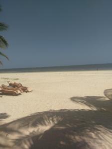 eine Gruppe von Tieren am Strand in der Unterkunft B12 Cowrie Beach Studio Apartment in Bamburi