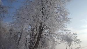 een grote boom bedekt met ijs en sneeuw bij Staś -przy szkole nr 3 w Skawie in Skawa