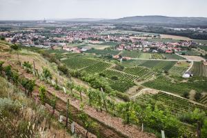 - une vue sur un vignoble depuis une colline dans l'établissement Schmankerl und Gast, à Rohrendorf bei Krems