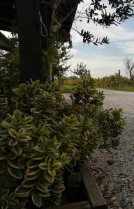 Vrt pred nastanitvijo Agriturismo "La di Buiat