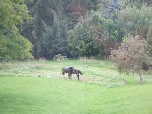 dois cavalos num campo de relva em Ferme Hurlet em Stavelot