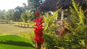 eine rote Blume vor einem Haus in der Unterkunft Alofa Beach Bungalows in Insel Tanna