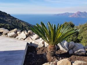 uma palmeira sentada em cima de uma parede de pedra em Résidence Le Bella Vista em Piana