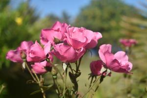 eine Gruppe rosa Rosen in einem Garten in der Unterkunft Alofa Beach Bungalows in Insel Tanna