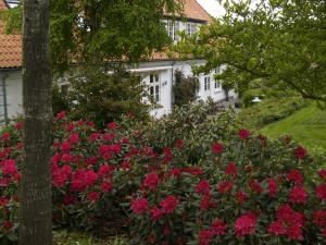 um arbusto de flores cor-de-rosa em frente a uma casa branca em Juhl's Bed & Breakfast em Kolding