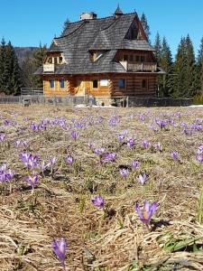 un campo di fiori viola di fronte a una baita di tronchi di Willa Giewontka a Witów