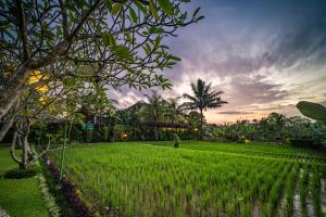 Сад в Bliss Ubud Spa Resort