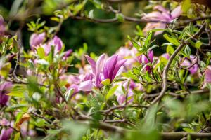 Une bande de fleurs roses sur la brousse dans l'établissement Willa Laguna, à Kołobrzeg