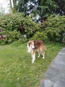 Husdjur som bor med gäster på Swiss Borzoi House