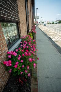 een bos roze bloemen aan de zijkant van een gebouw bij Holland Hotel Free Parking Jersey City in Jersey City