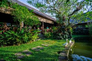 乌布Ananda Ubud Resort的两只鸭子在一座建筑旁边的草地上行走