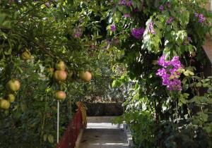 un giardino con fiori viola e un sentiero di Apartments Dijana a Zara (Zadar)