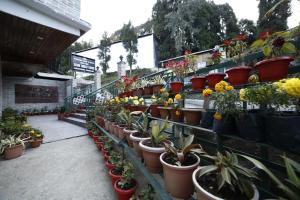 ein Gewächshaus voller Pflanzen und Blumen in der Unterkunft Sikkim Tourist Centre in Pelling